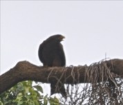 Black Kite large bird of prey