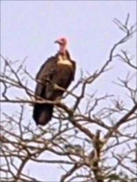 endangered Hooded Vulture